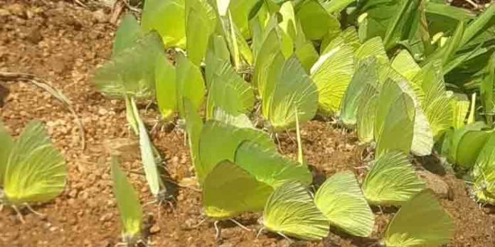 കല്ലാറിന്റെ തീരങ്ങളെ വര്ണ്ണാഭമാക്കി മഞ്ഞത്തുമ്പികള് കല്ലാറിന്റെ തീരങ്ങളെ വര്ണ്ണാഭമാക്കി മഞ്ഞത്തുമ്പികള്