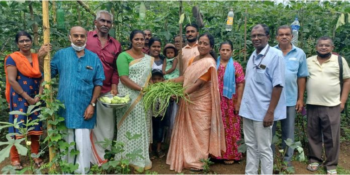 പച്ചക്കറി കൃഷിയുടെ വിളവെടുപ്പ് മഹോൽസവം നടത്തി പച്ചക്കറി കൃഷിയുടെ വിളവെടുപ്പ് മഹോൽസവം നടത്തി