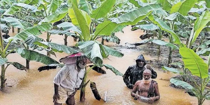 കർഷകർക്കുള്ള നഷ്ടപരിഹാരം ; വ്യാപക ക്രമക്കേട് – അടിയന്തര ധനസഹായവും മുടങ്ങി കർഷകർക്കുള്ള നഷ്ടപരിഹാരം ; വ്യാപക ക്രമക്കേട് – അടിയന്തര ധനസഹായവും മുടങ്ങി