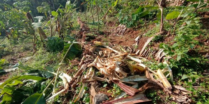 തണ്ണിതോട്ടിൽ കാട്ടാന ശല്യം വർധിക്കുന്നു തണ്ണിതോട്ടിൽ കാട്ടാന ശല്യം വർധിക്കുന്നു