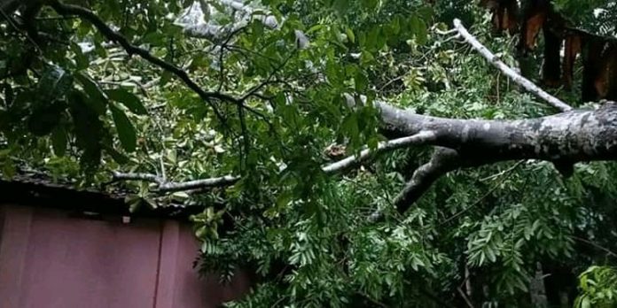 കാറ്റിലും മഴയിലും നാശനഷ്ടം കാറ്റിലും മഴയിലും നാശനഷ്ടം