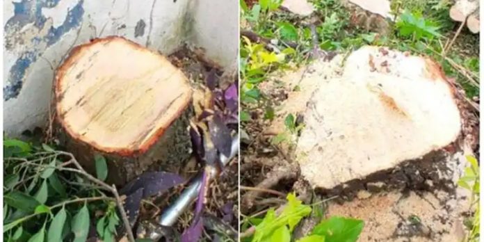 രാമക്കൽമേട്ടിൽ ഉപയോഗശൂന്യമായ കിണറ്റിൽ ചന്ദനത്തടികൾ ; സിസിടിവി കേന്ദ്രീകരിച്ച് അന്വേഷണം രാമക്കൽമേട്ടിൽ ഉപയോഗശൂന്യമായ കിണറ്റിൽ ചന്ദനത്തടികൾ ; സിസിടിവി കേന്ദ്രീകരിച്ച് അന്വേഷണം