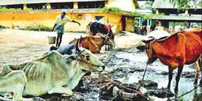 അനധികൃത കശാപ്പിനെതിരെ ശക്തമായ നടപടി സ്വീകരിക്കും : നഗരസഭ ചെയര്മാന് അനധികൃത കശാപ്പിനെതിരെ ശക്തമായ നടപടി സ്വീകരിക്കും : നഗരസഭ ചെയര്മാന്