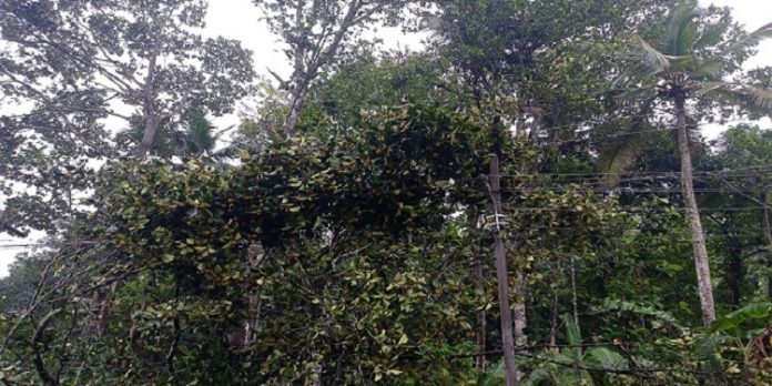 മല്ലപ്പള്ളിയിൽ കാറ്റിലും മഴയിലും വൻനാശം മല്ലപ്പള്ളിയിൽ കാറ്റിലും മഴയിലും വൻനാശം