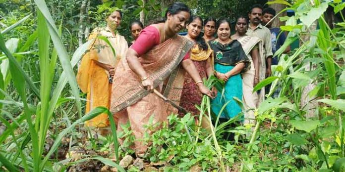 എൻആർഇജിഎസ് പദ്ധതിയിലുൾപ്പെടുത്തി പഴവങ്ങാടി ഗ്രാമപഞ്ചായത്തില് പുൽ കൃഷി നടപ്പാക്കി എൻആർഇജിഎസ് പദ്ധതിയിലുൾപ്പെടുത്തി പഴവങ്ങാടി ഗ്രാമപഞ്ചായത്തില് പുൽ കൃഷി നടപ്പാക്കി