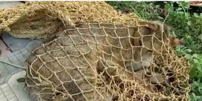 പുലി എന്ന് കരുതി നാട്ടുകാര് കല്ലെറിഞ്ഞു ഒടുവില് കാട്ടു പൂച്ച എന്ന് തിരിച്ചറിഞ്ഞു പുലി എന്ന് കരുതി നാട്ടുകാര് കല്ലെറിഞ്ഞു ഒടുവില് കാട്ടു പൂച്ച എന്ന് തിരിച്ചറിഞ്ഞു