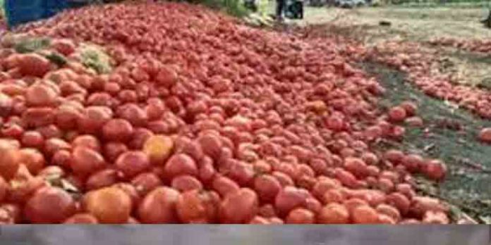 ഇടവേളക്ക് ശേഷം തക്കാളി വില വീണ്ടും കുതിക്കുന്നു ഇടവേളക്ക് ശേഷം തക്കാളി വില വീണ്ടും കുതിക്കുന്നു