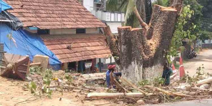 തിരുവാഭരണ ഘോഷയാത്രയില് തിരുവാഭരണം ഇറക്കി പൂജിച്ചിരുന്ന ആല്തറയിലെ മരം പൂര്ണ്ണമായും മുറിച്ചു നീക്കി തിരുവാഭരണ ഘോഷയാത്രയില് തിരുവാഭരണം ഇറക്കി പൂജിച്ചിരുന്ന ആല്തറയിലെ മരം പൂര്ണ്ണമായും മുറിച്ചു നീക്കി
