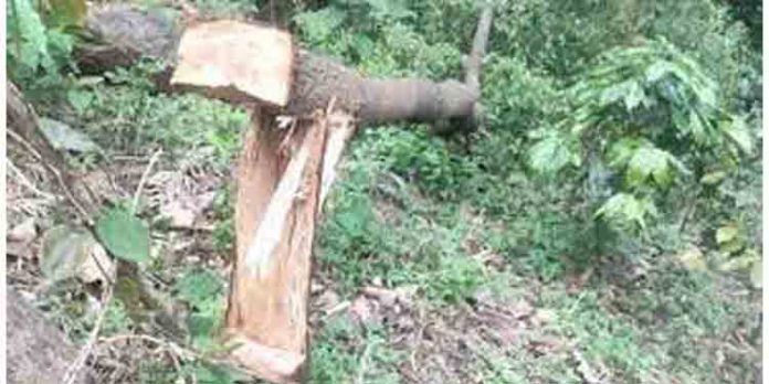 പള്ളനാട് സ്വദേശി രാമചന്ദ്രന്റെ പറമ്ബില് നിന്ന് ചന്ദനമരം മുറിച്ച നിലയില് കണ്ടെത്തി പള്ളനാട് സ്വദേശി രാമചന്ദ്രന്റെ പറമ്ബില് നിന്ന് ചന്ദനമരം മുറിച്ച നിലയില് കണ്ടെത്തി