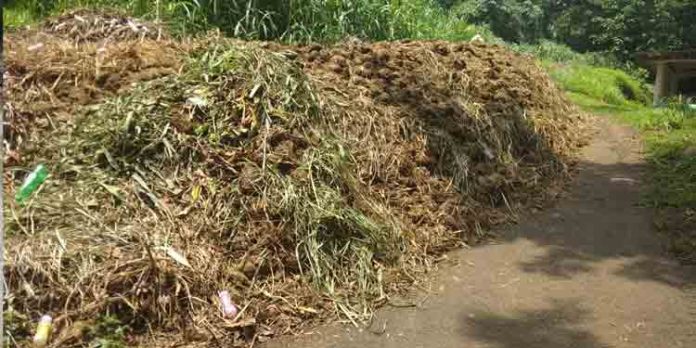 കോന്നി ആനത്താവളത്തില് ആനകളെ മാത്രമല്ല ആനപ്പിണ്ട മലയും കാണാം ; സന്ദര്ശകര്ക്ക് വിരുന്നൊരുക്കി വനംവകുപ്പ് കോന്നി ആനത്താവളത്തില് ആനകളെ മാത്രമല്ല ആനപ്പിണ്ട മലയും കാണാം ; സന്ദര്ശകര്ക്ക് വിരുന്നൊരുക്കി വനംവകുപ്പ്
