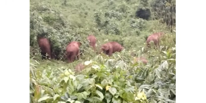 മേടപ്പാറ പ്ലാന്റെഷനിൽ കാട്ടാന ഇറങ്ങി മേടപ്പാറ പ്ലാന്റെഷനിൽ കാട്ടാന ഇറങ്ങി