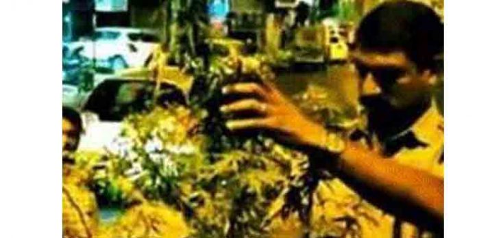മെട്രോ തൂണുകള്ക്കിടയില് വളര്ത്തിയ രാജമല്ലി ചെടികള്ക്കൊപ്പം കഞ്ചാവ് തൈ കണ്ടെത്തി മെട്രോ തൂണുകള്ക്കിടയില് വളര്ത്തിയ രാജമല്ലി ചെടികള്ക്കൊപ്പം കഞ്ചാവ് തൈ കണ്ടെത്തി