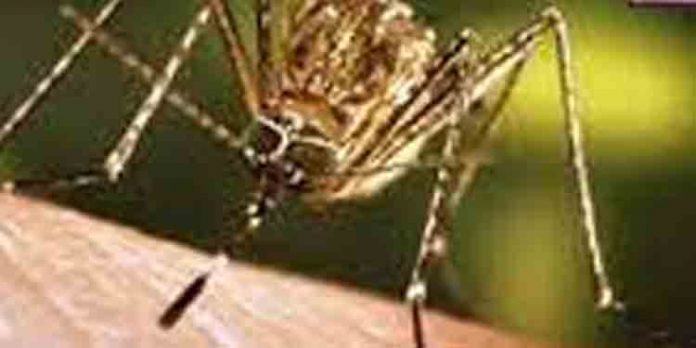 തൃശൂര് ജില്ലയില് പകര്ച്ചവ്യാധിയായ വെസ്റ്റ് നൈല് ഫീവര് സ്ഥിരീകരിച്ചു തൃശൂര് ജില്ലയില് പകര്ച്ചവ്യാധിയായ വെസ്റ്റ് നൈല് ഫീവര് സ്ഥിരീകരിച്ചു