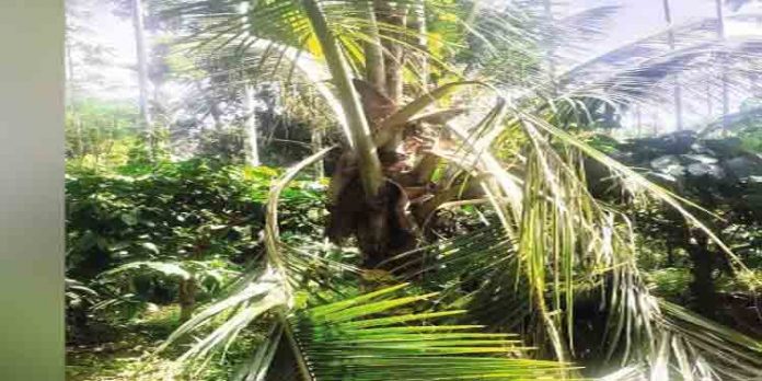 വയനാട്ടില് കാട്ടാനയുടെ ആക്രമണത്തില് രണ്ടു പേര്ക്ക് ഗുരുതര പരിക്ക് വയനാട്ടില് കാട്ടാനയുടെ ആക്രമണത്തില് രണ്ടു പേര്ക്ക് ഗുരുതര പരിക്ക്