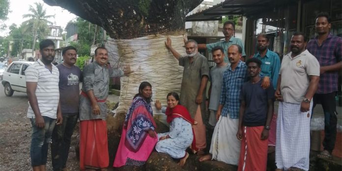 സാമൂഹ്യ വിരുദ്ധർ വിഷം കുത്തിവെച്ച് ഇല്ലാതാക്കാൻ ശ്രമിച്ച മരമുത്തശ്ശിക്ക് പുതുജീവൻ നൽകാൻ വൃക്ഷ ആയുർവേദ ചികിത്സ നൽകി വൃക്ഷ വൈദ്യന്മാർ സാമൂഹ്യ വിരുദ്ധർ വിഷം കുത്തിവെച്ച് ഇല്ലാതാക്കാൻ ശ്രമിച്ച മരമുത്തശ്ശിക്ക് പുതുജീവൻ നൽകാൻ വൃക്ഷ ആയുർവേദ ചികിത്സ നൽകി വൃക്ഷ വൈദ്യന്മാർ