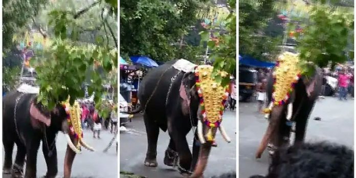 തൃശൂർ പൂരനഗരിയിൽ ആനയിടഞ്ഞു ; ഉടൻ തളച്ചു തൃശൂർ പൂരനഗരിയിൽ ആനയിടഞ്ഞു ; ഉടൻ തളച്ചു