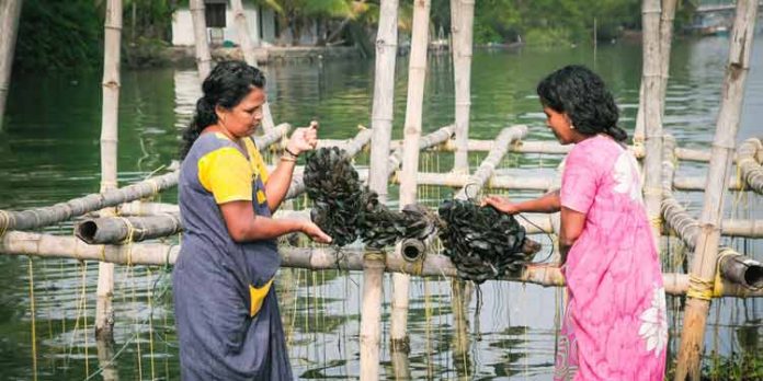 കല്ലുമ്മക്കായ വിളവെടുപ്പ് നടത്തി കല്ലുമ്മക്കായ വിളവെടുപ്പ് നടത്തി
