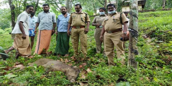 വി കോട്ടയത്ത് പ്രദേശവാസികളെ ആക്രമിച്ച കാട്ടുപന്നിയെ വെടിവെച്ചു കൊന്നു വി കോട്ടയത്ത് പ്രദേശവാസികളെ ആക്രമിച്ച കാട്ടുപന്നിയെ വെടിവെച്ചു കൊന്നു