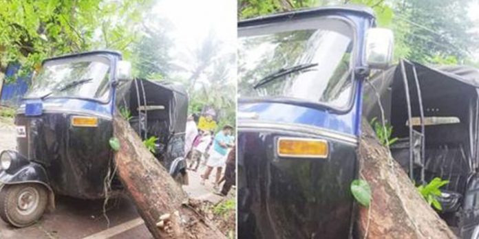 ഓട്ടോക്ക് മുകളിലേക്ക് മരം വീണു ; യാത്രക്കാര് രക്ഷപ്പെട്ടത് അത്ഭുതകരമായി ഓട്ടോക്ക് മുകളിലേക്ക് മരം വീണു ; യാത്രക്കാര് രക്ഷപ്പെട്ടത് അത്ഭുതകരമായി