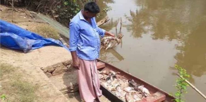 നിരണത്ത് പകര്ച്ചവ്യാധി മൂലം താറാവുകള് കൂട്ടത്തോടെ ചത്തൊടുങ്ങുന്നു നിരണത്ത് പകര്ച്ചവ്യാധി മൂലം താറാവുകള് കൂട്ടത്തോടെ ചത്തൊടുങ്ങുന്നു