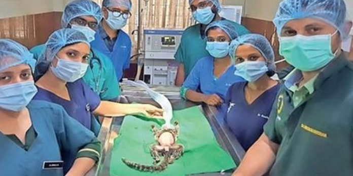 അമ്മക്കുരങ്ങിന് പ്രസവവേദന ; മണ്ണുത്തി വെറ്ററിനറി കോളജിൽ സിസേറിയൻ അമ്മക്കുരങ്ങിന് പ്രസവവേദന ; മണ്ണുത്തി വെറ്ററിനറി കോളജിൽ സിസേറിയൻ
