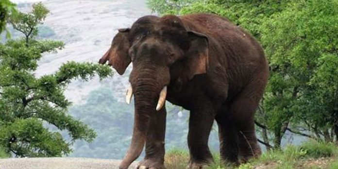 റെയിൽപാളം മുറിച്ചുകടക്കുന്നതിനിടെ ട്രെയിനിടിച്ചു ; രണ്ട് ആനക്കുട്ടികൾ ഉൾപ്പെടെ മൂന്ന് ആനകൾക്ക് ദാരുണാന്ത്യം റെയിൽപാളം മുറിച്ചുകടക്കുന്നതിനിടെ ട്രെയിനിടിച്ചു ; രണ്ട് ആനക്കുട്ടികൾ ഉൾപ്പെടെ മൂന്ന് ആനകൾക്ക് ദാരുണാന്ത്യം