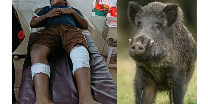 കോഴിക്കോട് വിദ്യാര്ത്ഥിക്ക് നേരെ കാട്ടുപന്നിയുടെ ആക്രമണം ; കാട്ടുപന്നിയെ വെടിവെച്ചുകൊന്നു കോഴിക്കോട് വിദ്യാര്ത്ഥിക്ക് നേരെ കാട്ടുപന്നിയുടെ ആക്രമണം ; കാട്ടുപന്നിയെ വെടിവെച്ചുകൊന്നു