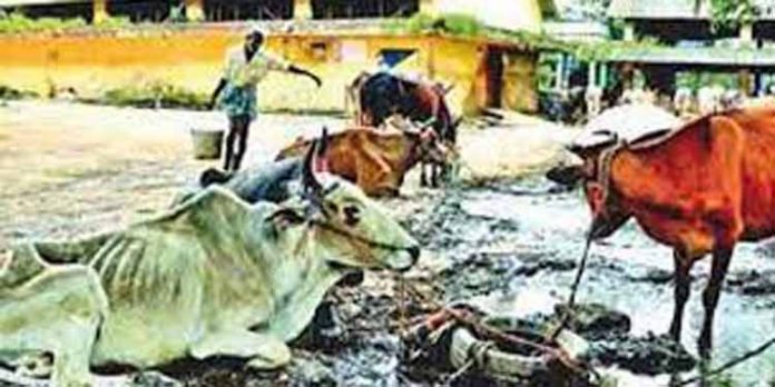 അനധികൃത കശാപ്പിനെതിരെ വ്യാപക റെയ്ഡ് : 153 കിലോഗ്രാം മാംസം പിടിച്ചെടുത്തു അനധികൃത കശാപ്പിനെതിരെ വ്യാപക റെയ്ഡ് : 153 കിലോഗ്രാം മാംസം പിടിച്ചെടുത്തു