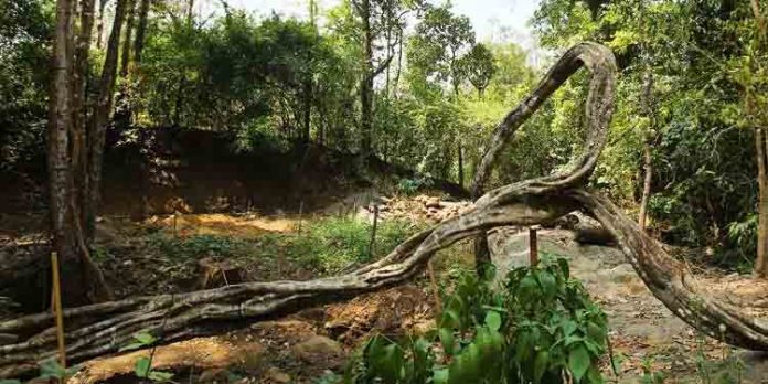 കാവുകളുടെ സംരക്ഷണ പരിപാലന പ്രവര്ത്തനങ്ങള്ക്ക് സാമ്പത്തിക സഹായം കാവുകളുടെ സംരക്ഷണ പരിപാലന പ്രവര്ത്തനങ്ങള്ക്ക് സാമ്പത്തിക സഹായം