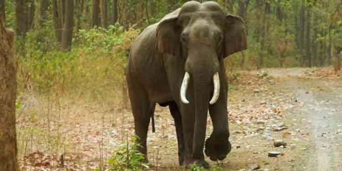 ഒഡീഷയില് കാട്ടാനയുടെ ആക്രമണത്തില് എഴുപതുകാരി മരിച്ചു ; കലി അടങ്ങാത്ത ആന ചിതയില് വെച്ച മൃതദേഹവും വലിച്ചെറിഞ്ഞു ഒഡീഷയില് കാട്ടാനയുടെ ആക്രമണത്തില് എഴുപതുകാരി മരിച്ചു ; കലി അടങ്ങാത്ത ആന ചിതയില് വെച്ച മൃതദേഹവും വലിച്ചെറിഞ്ഞു