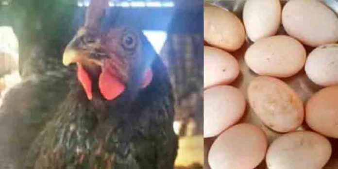 ആറ് മണിക്കൂറിനിടെ രണ്ട് ഡസന് മുട്ട …ചിന്നു വേറെ ലെവലാ ആറ് മണിക്കൂറിനിടെ രണ്ട് ഡസന് മുട്ട …ചിന്നു വേറെ ലെവലാ