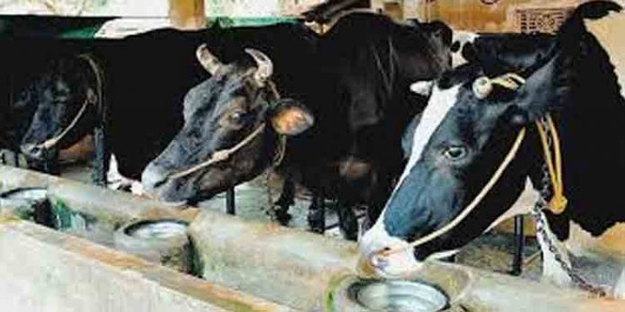 ഇന്ത്യയോട് ചാണകം ആവശ്യപ്പെട്ട് കുവൈത്ത് ; 192 മെട്രിക് ടണ്ണിന്റെ ഓഡര് നാളെ ഗുജറാത്തില് നിന്ന് തിരിക്കും ഇന്ത്യയോട് ചാണകം ആവശ്യപ്പെട്ട് കുവൈത്ത് ; 192 മെട്രിക് ടണ്ണിന്റെ ഓഡര് നാളെ ഗുജറാത്തില് നിന്ന് തിരിക്കും
