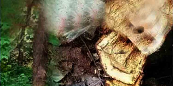 കെ.എ.പി ആസ്ഥാനത്ത് നിന്ന് ഒരു ലക്ഷത്തിലേറെ രൂപ വിലമതിക്കുന്ന ചന്ദനമരം മോഷ്ടിച്ചു കെ.എ.പി ആസ്ഥാനത്ത് നിന്ന് ഒരു ലക്ഷത്തിലേറെ രൂപ വിലമതിക്കുന്ന ചന്ദനമരം മോഷ്ടിച്ചു