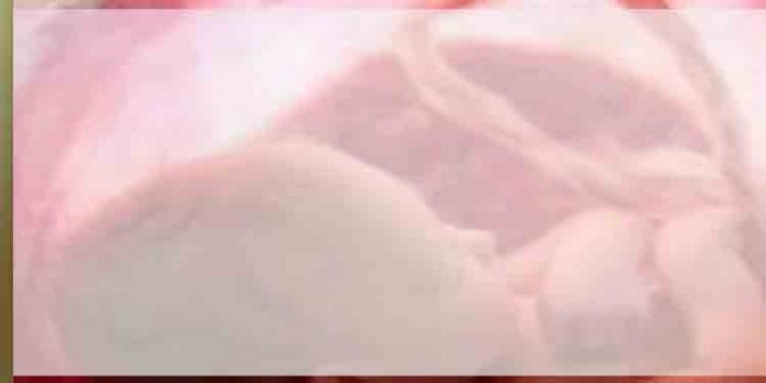 അഴുക്കുചാലില് 7 ഭ്രൂണങ്ങള് ഉപേക്ഷിച്ച നിലയില് കണ്ടെത്തി അഴുക്കുചാലില് 7 ഭ്രൂണങ്ങള് ഉപേക്ഷിച്ച നിലയില് കണ്ടെത്തി