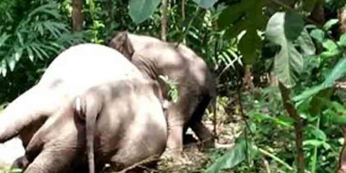 കാലിലെ മുറിവുമായി ജനവാസകേന്ദ്രങ്ങളില് ഭീതി പരത്തി കഴിഞ്ഞിരുന്ന കാട്ടാന ചെരിഞ്ഞു കാലിലെ മുറിവുമായി ജനവാസകേന്ദ്രങ്ങളില് ഭീതി പരത്തി കഴിഞ്ഞിരുന്ന കാട്ടാന ചെരിഞ്ഞു