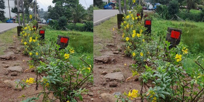 കുമ്പഴ – മലയാലപ്പുഴ റോഡിൽ പൂന്തോട്ടമൊരുക്കി നഗരസഭ ആരോഗ്യ കാര്യ സ്ഥിരം സമിതി അധ്യക്ഷൻ ജെറി അലക്സ് കുമ്പഴ – മലയാലപ്പുഴ റോഡിൽ പൂന്തോട്ടമൊരുക്കി നഗരസഭ ആരോഗ്യ കാര്യ സ്ഥിരം സമിതി അധ്യക്ഷൻ ജെറി അലക്സ്