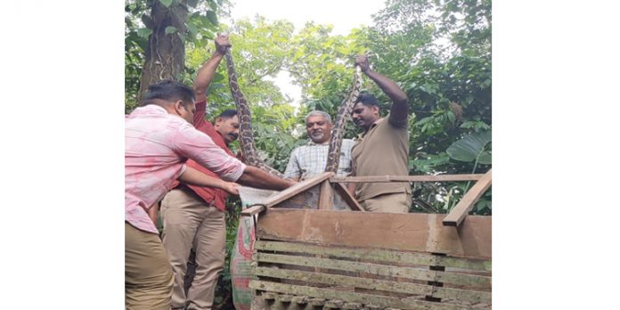 പെരുമ്പാമ്പിനെ പിടികൂടി പെരുമ്പാമ്പിനെ പിടികൂടി