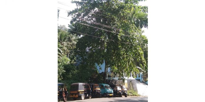 ചിറ്റാറിൽ തണൽ മരം മുറിക്കുന്നതിന് എതിരെ നാട്ടുകാർ രംഗത്ത് ചിറ്റാറിൽ തണൽ മരം മുറിക്കുന്നതിന് എതിരെ നാട്ടുകാർ രംഗത്ത്