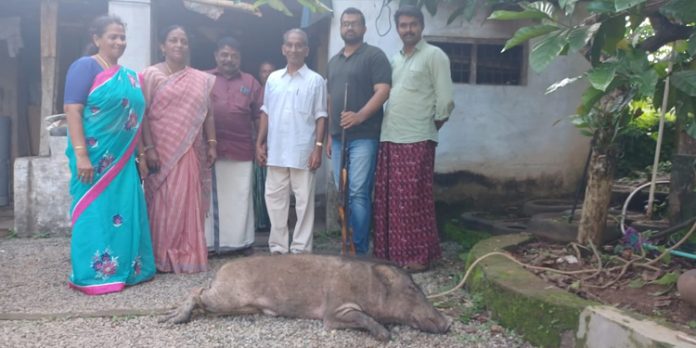 നാട്ടിലിറങ്ങിയ കാട്ടുപന്നിയെ വെടിവെച്ചു കൊന്നു നാട്ടിലിറങ്ങിയ കാട്ടുപന്നിയെ വെടിവെച്ചു കൊന്നു