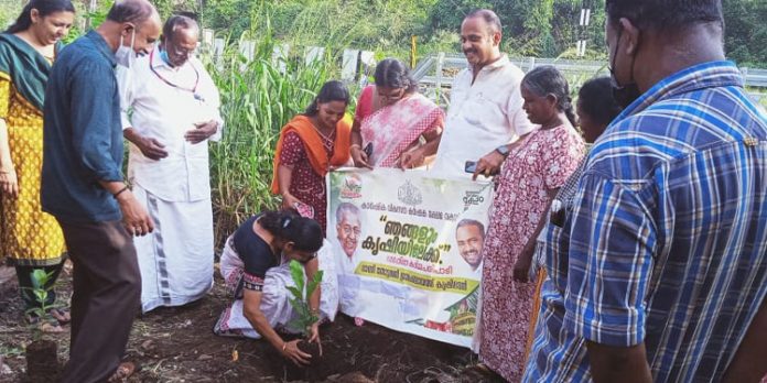 കൃഷിഭവന്റെയും റാന്നി ഗ്രാമ പഞ്ചായത്തിന്റെയും സംയുക്താഭിമുഖ്യത്തിൽ ഫലവൃക്ഷതൈ നട്ടു കൃഷിഭവന്റെയും റാന്നി ഗ്രാമ പഞ്ചായത്തിന്റെയും സംയുക്താഭിമുഖ്യത്തിൽ ഫലവൃക്ഷതൈ നട്ടു