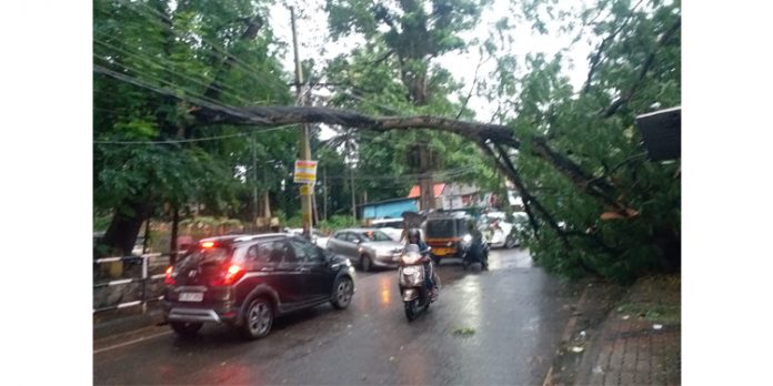 റെയില്വേ സ്റ്റേഷന് റോഡിന് കുറുകെ മരം വീണ് കാല്നട യാത്രക്കാരന് പരിക്കേറ്റു റെയില്വേ സ്റ്റേഷന് റോഡിന് കുറുകെ മരം വീണ് കാല്നട യാത്രക്കാരന് പരിക്കേറ്റു