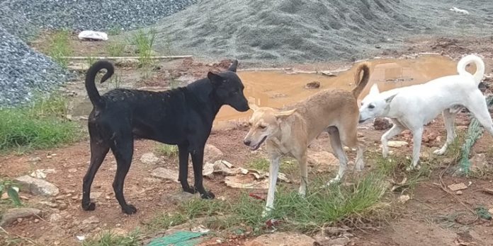 കോന്നിയിൽ തെരുവ് നായ ശല്യം രൂക്ഷമാകുന്നു കോന്നിയിൽ തെരുവ് നായ ശല്യം രൂക്ഷമാകുന്നു