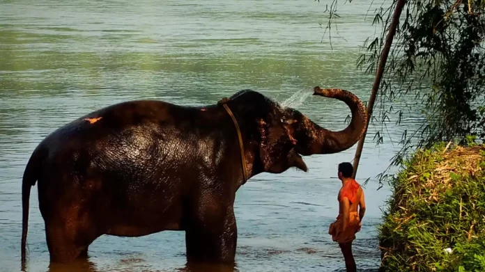 അയിരൂരിൽ ഇടഞ്ഞ ആന പുഴയിലേക്ക് ചാടി അയിരൂരിൽ ഇടഞ്ഞ ആന പുഴയിലേക്ക് ചാടി