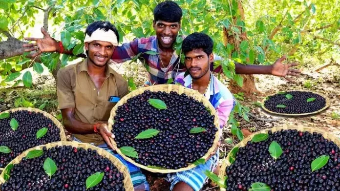 ആഞ്ഞിലിച്ചക്ക, ഞാവൽ പഴം ; വില കിലോയ്ക്ക് 300 മുതൽ 400 വരെ ആഞ്ഞിലിച്ചക്ക, ഞാവൽ പഴം ; വില കിലോയ്ക്ക് 300 മുതൽ 400 വരെ