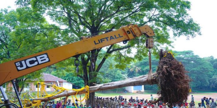 വികസനത്തിനായി മുറിച്ച് മാറ്റിയില്ല ; ആല്മരം പിഴുതെടുത്ത് പുനര്ജന്മം നല്കി വനംവകുപ്പ് വികസനത്തിനായി മുറിച്ച് മാറ്റിയില്ല ; ആല്മരം പിഴുതെടുത്ത് പുനര്ജന്മം നല്കി വനംവകുപ്പ്