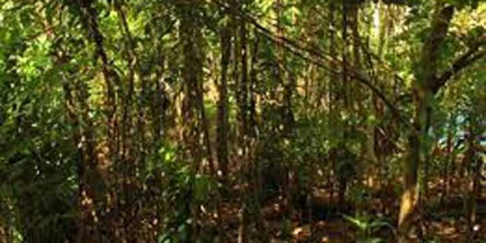 സാമൂഹ്യവനവല്ക്കരണ വിഭാഗം നാല് വിദ്യാവനങ്ങള് പൂര്ത്തീകരിച്ചു സാമൂഹ്യവനവല്ക്കരണ വിഭാഗം നാല് വിദ്യാവനങ്ങള് പൂര്ത്തീകരിച്ചു
