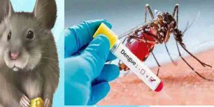 എറണാകുളം ജില്ലയില് പനിബാധിതര് വര്ധിക്കുന്നു ; ഡെങ്കിപ്പനി ബാധിച്ചവരുടെ എണ്ണം രണ്ടായിരത്തോട് അടുത്തു എറണാകുളം ജില്ലയില് പനിബാധിതര് വര്ധിക്കുന്നു ; ഡെങ്കിപ്പനി ബാധിച്ചവരുടെ എണ്ണം രണ്ടായിരത്തോട് അടുത്തു