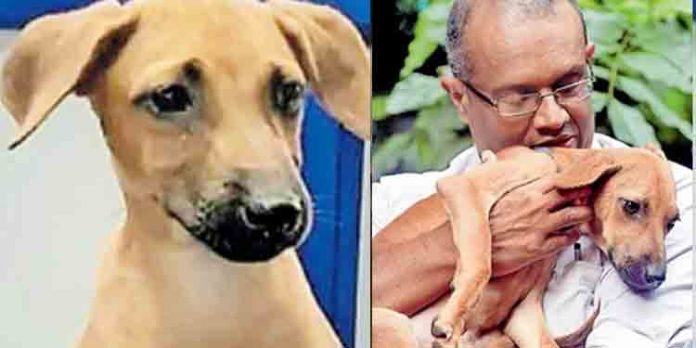 കാണാതായ വളര്ത്തു നായയെ തിരികെ കിട്ടി ; സഹായിച്ചവര്ക്ക് ഒരുലക്ഷം രൂപ നല്കി കാണാതായ വളര്ത്തു നായയെ തിരികെ കിട്ടി ; സഹായിച്ചവര്ക്ക് ഒരുലക്ഷം രൂപ നല്കി