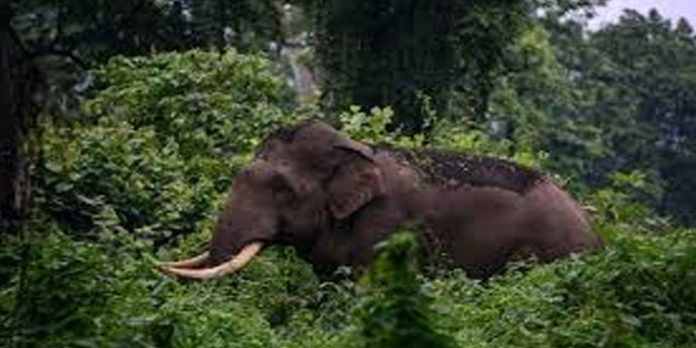 കൊല്ലം ആര്യങ്കാവ് പഞ്ചായത്തിലെ ജനവാസ കേന്ദ്രങ്ങളില് കാട്ടാനക്കൂട്ടം ഇറങ്ങി കൊല്ലം ആര്യങ്കാവ് പഞ്ചായത്തിലെ ജനവാസ കേന്ദ്രങ്ങളില് കാട്ടാനക്കൂട്ടം ഇറങ്ങി