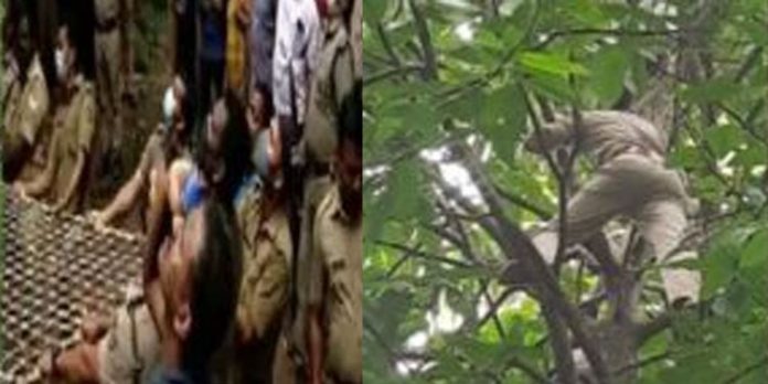 ജയില് ചാടിയ കുറ്റവാളി മരത്തിന് മുകളില് കയറി ആത്മഹത്യാ ഭീഷണി മുഴക്കി ജയില് ചാടിയ കുറ്റവാളി മരത്തിന് മുകളില് കയറി ആത്മഹത്യാ ഭീഷണി മുഴക്കി
